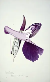 Vibrant Prints: Orchis morio, green-winged orchid