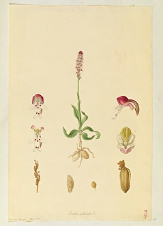 Images Dated 14th December 2015: Orchis ustullata, Burnt Orchid