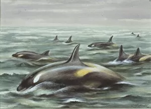Killer Gallery: Orcinus orca gladiator, orca gladiator