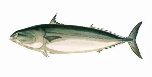 Scombridae Prints: Orcynopsis unicolor, or Plain Bonito