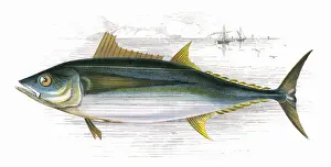 Scombridae Prints: Orcynus germon, or Long-Finned Tunny