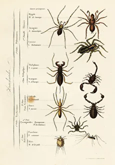 Achille Comte Prints: Orders of Arachnids