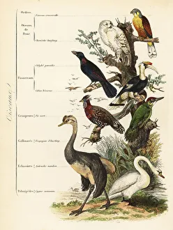 Kestrel Prints: Orders of Birds