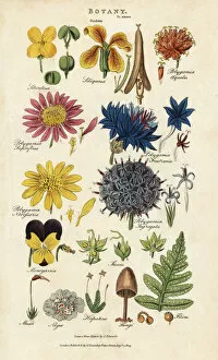 Kearsley Gallery: Orders of flowers: Siliculosa, Seliquosa