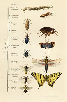 Achille Comte Prints: Orders of Insects