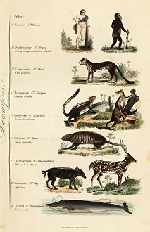 Achille Comte Prints: Orders of Mammals