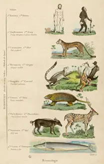 Orders Prints: Orders of Mammals