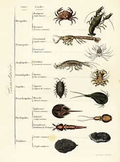 Achille Comte Prints: Orders of marine and terrestrial crustaceans