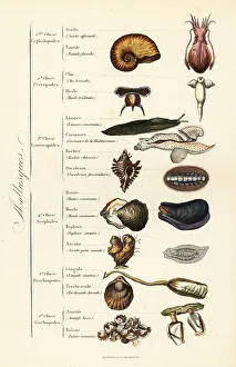 Achille Comte Prints: Orders of Molluscs