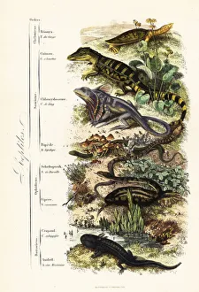 Achille Comte Prints: Orders of reptiles