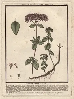 Vulgare Prints: Oregano, Origanum vulgare