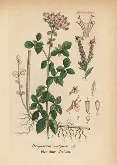 Gewachse Prints: Oregano, Origanum vulgare