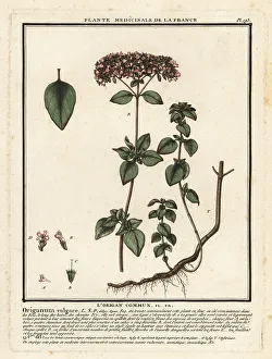 Colour Printing Prints: Oregano or wild marjoram, Origanum vulgare