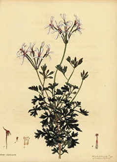 Henry Andrews Prints: Oregon cranesbill, Geranium oreganum