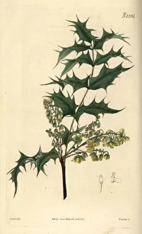Oregon Collection: Oregon grape, Berberis aquifolium