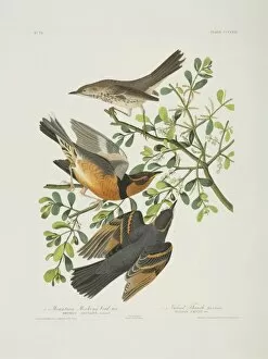 Labiatae Collection: Oreoscoptes montanus, sage thrasher, Ixarius naevius, varied