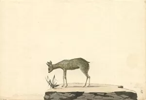 Antilopine Gallery: Oreotragus oreotragus, klipspringer