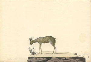 Antilopine Gallery: Oreotragus oreotragus, klipspringer
