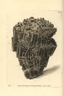 Thenaturalistsmiscellany Prints: Organ madrepore, Madrepora musicalis