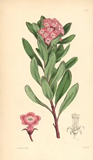 Organ mountains escallonia, Escallonia organensis