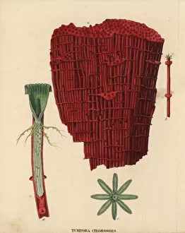 Friedrich Collection: Organ pipe coral, Tubipora chamissonis