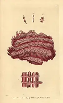 Musica Prints: Organ-pipe coral, Tubipora musica