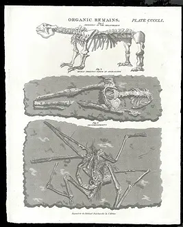 Skeletons Prints: Organic Remains