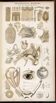 Organs Prints: Organs of the Senses