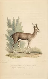 Antelope Gallery: Oribi, Ourebia ourebi quadriscopa