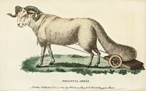 Oriental broad-tailed sheep, Ovis aries laticaudata