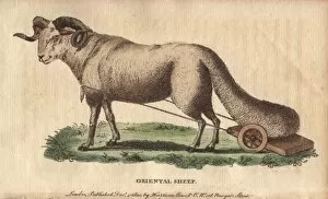 Tailed Collection: Oriental broad-tailed sheep with its tail