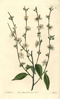 Oriental bush cherry, Cerasus japonica