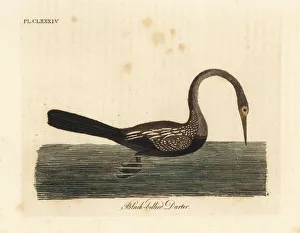 Near Gallery: Oriental darter or Indian darter, Anhinga