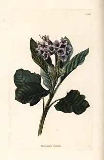 Oriental henbane, Physochlaina orientalis