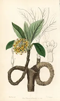 Oriental paperbush, Edgeworthia tomentosa