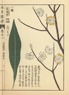 Woodblock Prints: Oriental paperbush or mitsumata, Edgeworthia chrysantha