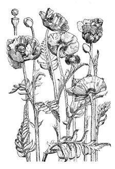 Midgley Collection: Oriental Poppy