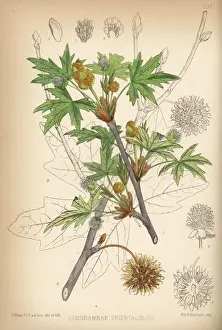 Oriental sweetgum, Liquidambar orientalis