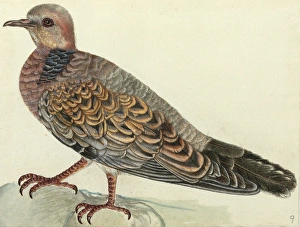 Images Dated 6th August 2013: Oriental Turtle Dove, Streptopelia orientalis