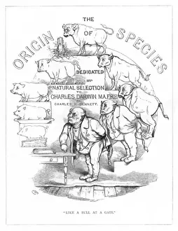 Origin Species, CH Bennett, title page