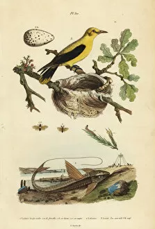 Oriole blackbird, chocolate loricarid catfish