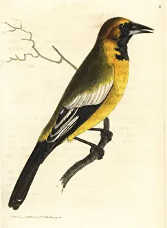 Oriolus Prints: Oriole blackbird, Gymnomystax mexicanus