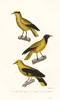 Achille Richard Prints: Oriole species