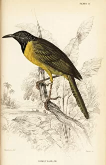 Naturalists Collection: Oriole warbler, Hypergerus atriceps