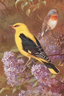 Oriolus oriolus, Eurasian golden oriole, Ficedula parva, red