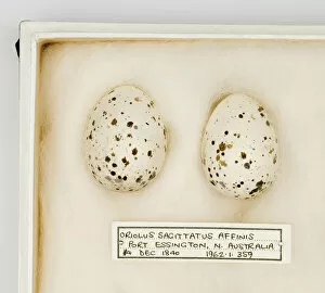 Images Dated 21st February 2008: Oriolus sagittatus affinis eggs