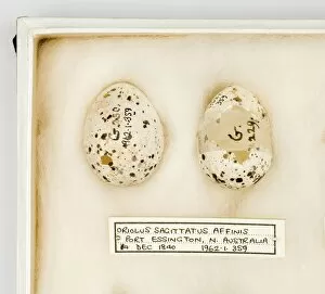 Passerine Collection: Oriolus sagittatus affinis eggs