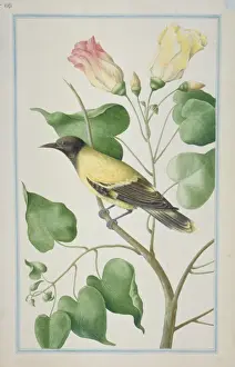 Loten Prints: Oriolus sp. oriole