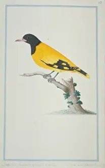 Oriolus sp. oriole