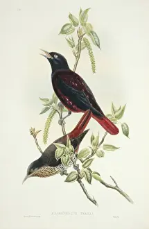 Oriolus Prints: Oriolus traillii, maroon oriole